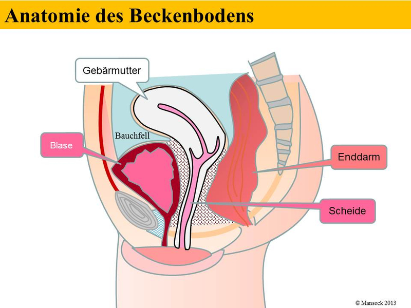 Anatomie des Beckenbodens